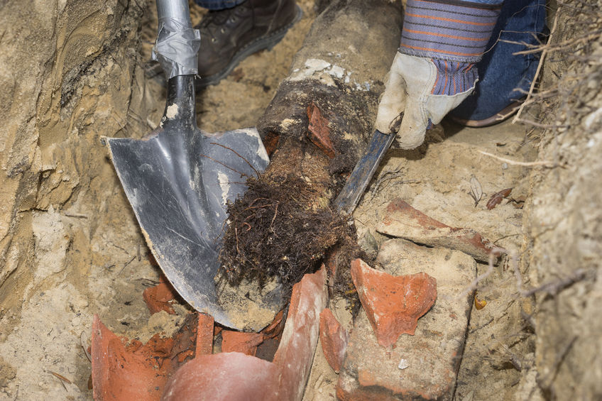 Man crouching in trench with shovel showing an old terracotta sewer line broken open to reveal a solid tube of invasive tree roots.