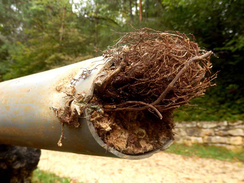 Drain clogged with tree roots